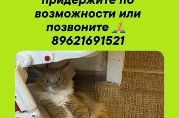 Пропал рыжий кот: Демидова, 12, Иваново