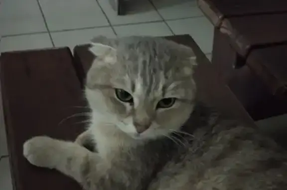Найден кастрированный кот, Чайковского, 41б