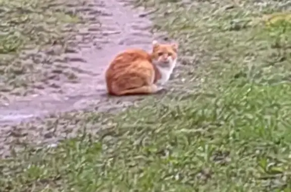 Найден рыжий кот: Рябовское, 123к2