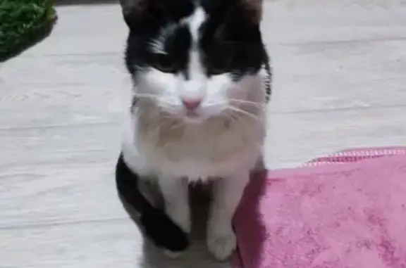 Найдена кошка: Толбухина 18, Минск