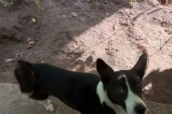 Пропала собака в Городце, Нижегородская