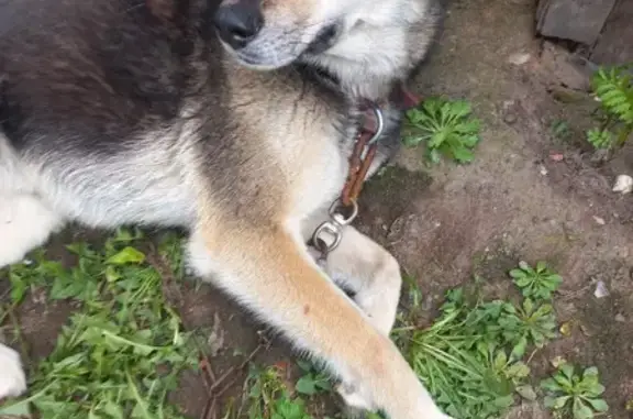 Найдена собака - Центральная, 23, Клишева
