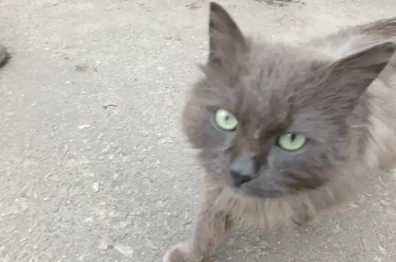 Найдена кошка в Новом Гришино