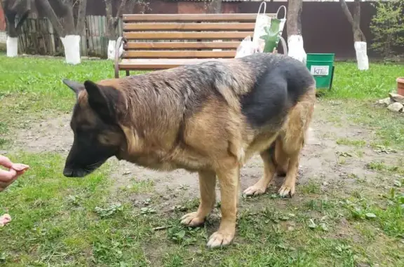 Найдена собака: ул. Ватутина, 79, Подольск