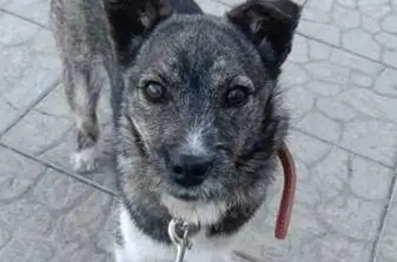 Найдена собака в Кольцово, НСО