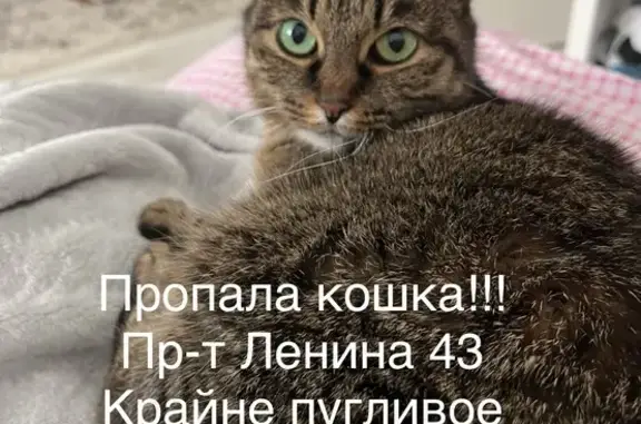Пропала кошка, пр. Ленина, 43