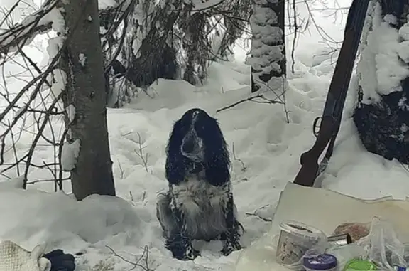 Пропала собака в Ежово, Кировская обл.