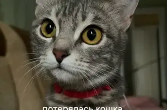 Пропала кошка, Крупской, 69, Кис-Кис