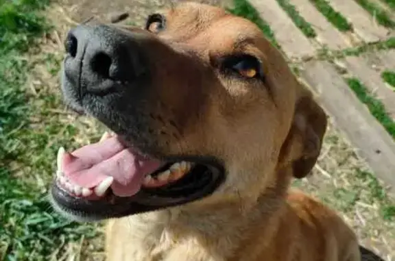 Пропала собака в Крючевке, Башкортостан