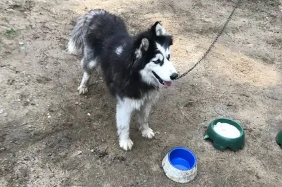Собака с щенками найдена в Новашино