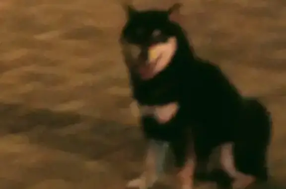Найдена собака: ул. Мира, 432, Ставрополь