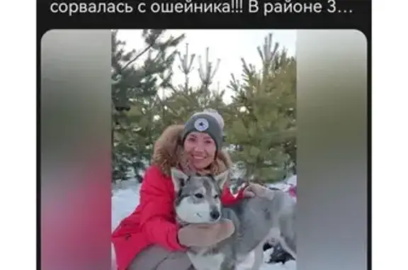 Пропала собака у КПП 3а, Железногорск