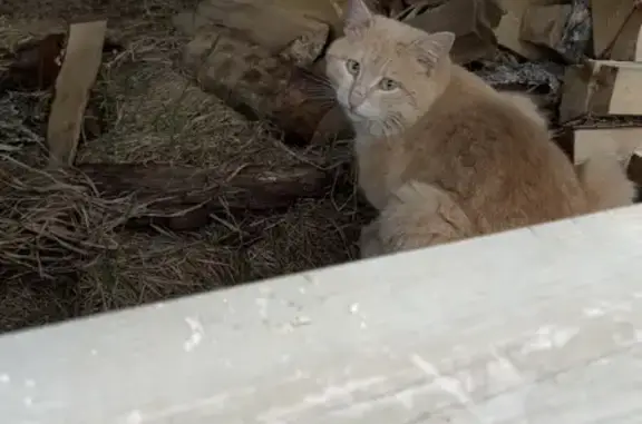 Найден кот: дачи Гринвуд, Семёновское