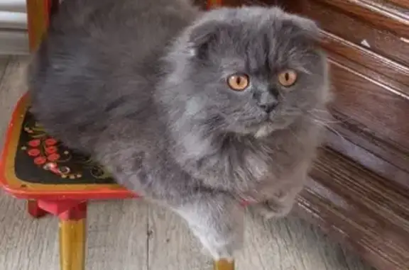 Пропала кошка: Загорская, 76, Челябинск