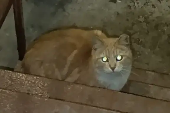 Найдена кошка, Санкт-Петербург, фото: Кошка найдена: Авангардная 37, СПб