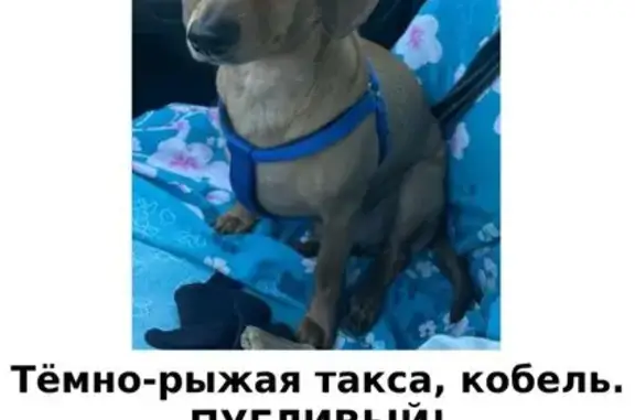 Пропала собака: Борисовка, 22, Мытищи