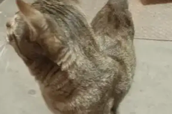 Найдена кошка: Лососинская наб., 15
