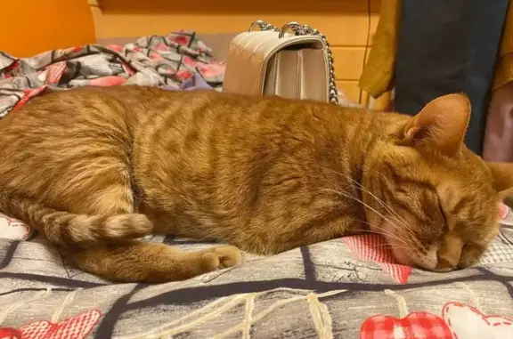Пропала рыжая кошка в Ожогино