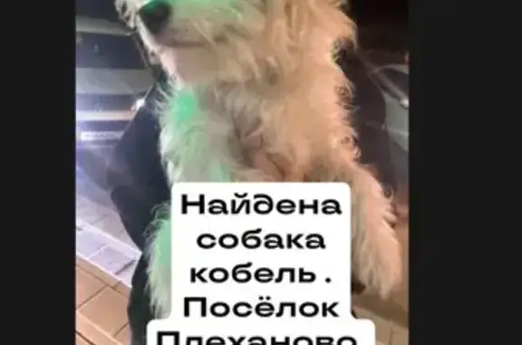 Найдена собака: Заводская, 18, Плеханово