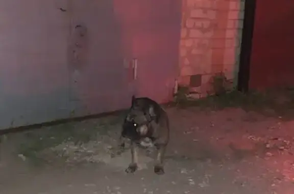 Найдена собака в Саратове, гараж 18-19