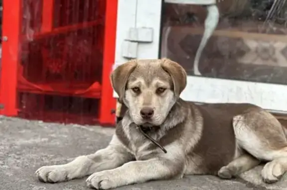 Пропала собака: ул. Мелькомбината 2, Челябинск