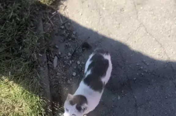 Найдена кошка: Хабаровск, напротив института
