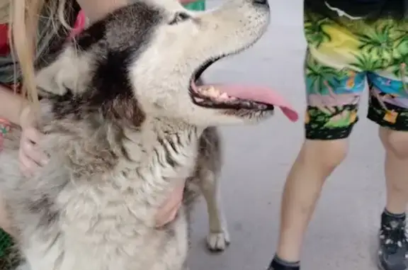 Найдена собака, Ростов-на-Дону, фото: Хаски найден: ул. Российская, 40а