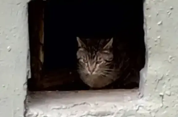 Кошка в подвале ул.Константинова, 14