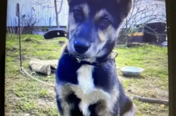 Найдена собака: Корейская, 2, Н. Новгород