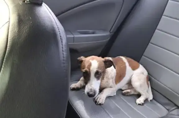 Найден щенок джек-рассела в Жилино
