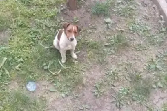 Найдена собака, Шевцова 36, Краснодар