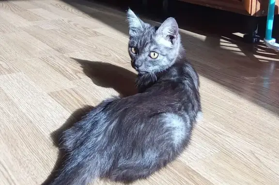 Кошка найдена: Волжская, 31, Иркутск