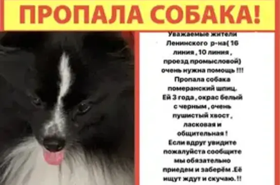 Пропала собака, 25 Линия, 26, Оренбург