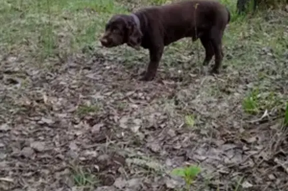 Найдена собака в лесу, Челябинск