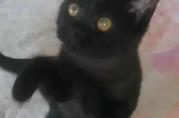 Объявления о пропавших и найденных животных, Киров, фото: Пропала кошка в Ильинском, 4 мес