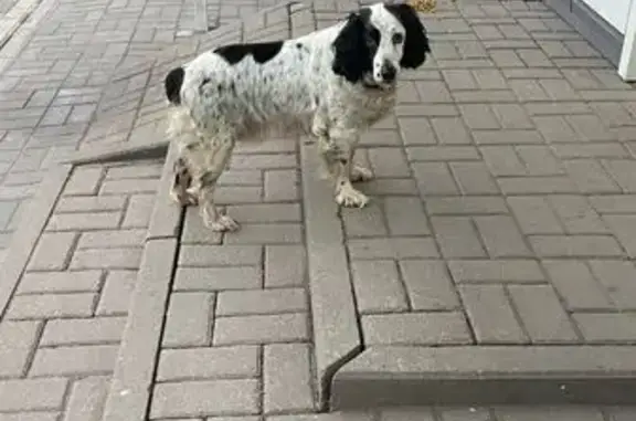 Найдена собака, пр. Победы 57, Липецк