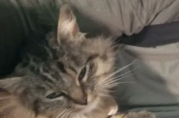 Пропала кошка: Ермака, 13, Новочеркасск