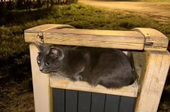 Найдена кошка: ул. Алтайская, 1/1