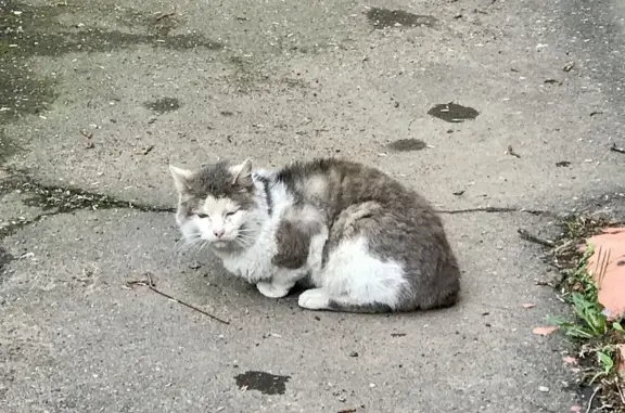 Найдена кошка, Измайловский пр-д, 5к1