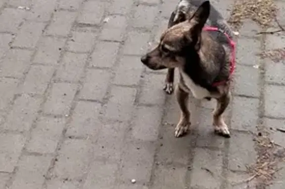 Найдена собака на пр-те Дзержинского, 12