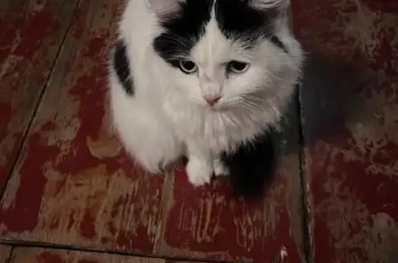 Пропала кошка Мирошка, ул.Московская 40
