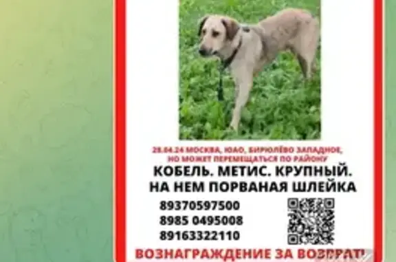 Пропала собака: Мелитопольская ул., 1к2с5