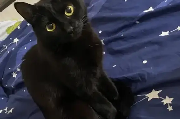 Пропала черная кошка: Нагорная, 12