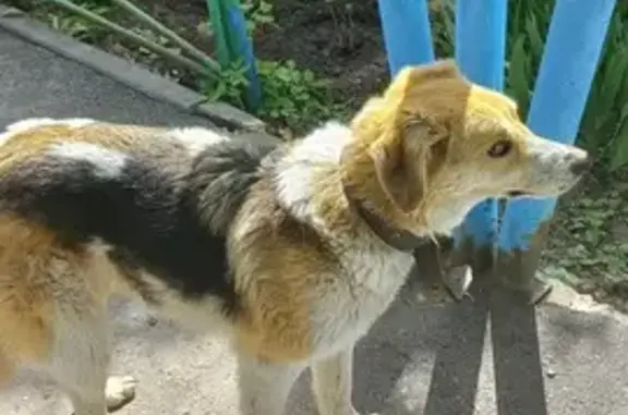 Собака найдена: Волгоградская 36, Оренбург