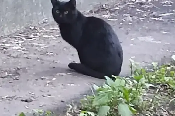 Найдена кошка: Б. Черкизовская, 24 к3 с1