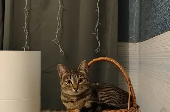 Кошки потеряшки, Уфа, фото: Потеряшка кошка: Заки Валиди, 60, Уфа