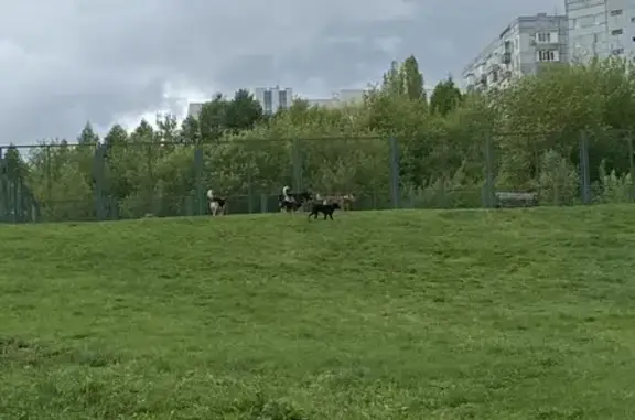 Найдены 5 собак, Российская 53, Пенза