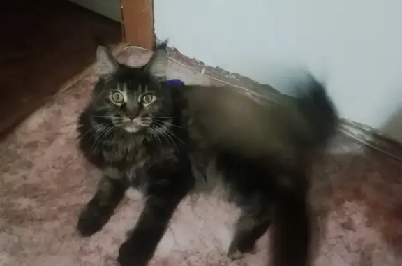 Пропала кошка: Куйбышева 18а, Новомосковск