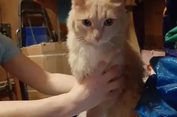 Найдена кошка, Санкт-Петербург, фото: Найдена кошка на Вознесенском 55