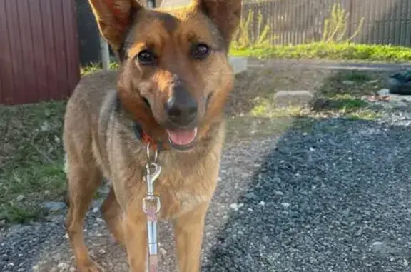 Найдена собака, Московская область, фото: Найдена собака в Снт 